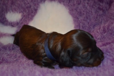 Les chiots de Teckel poil long