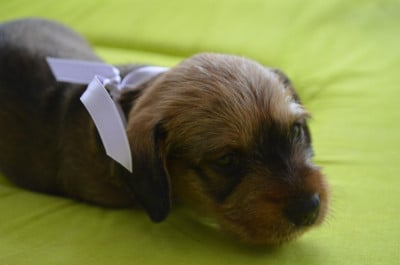 Les chiots de Teckel poil dur