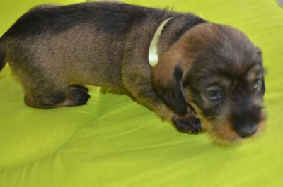 Les chiots de Teckel poil dur