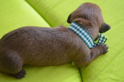 Les chiots de Teckel poil dur