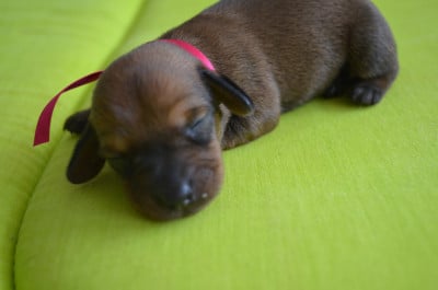 Les chiots de Teckel poil dur