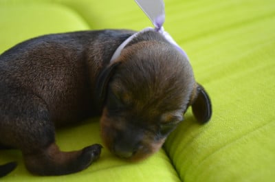Les chiots de Teckel poil dur