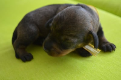 Les chiots de Teckel poil dur