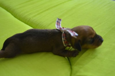 Les chiots de Teckel poil dur