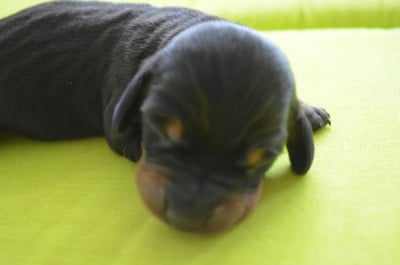 Les chiots de Teckel poil ras