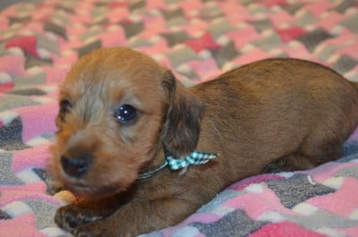 Les chiots de Teckel poil dur