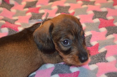 Les chiots de Teckel poil dur