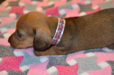 Les chiots de Teckel poil dur