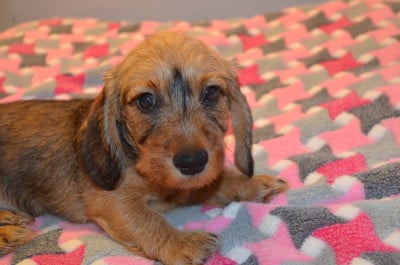 Les chiots de Teckel poil dur