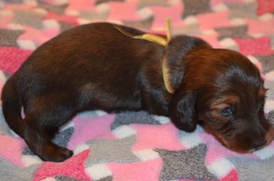 Les chiots de Teckel poil long