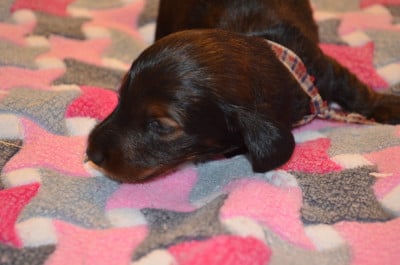 Les chiots de Teckel poil long