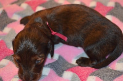 Les chiots de Teckel poil long