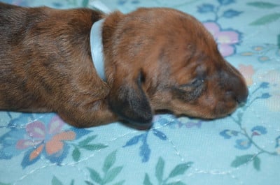 Les chiots de Teckel poil ras