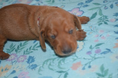 Les chiots de Teckel poil ras