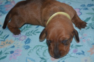 Les chiots de Teckel poil ras