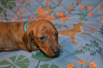 Les chiots de Teckel poil ras