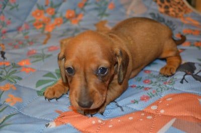 Les chiots de Teckel poil ras
