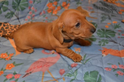 Les chiots de Teckel poil ras