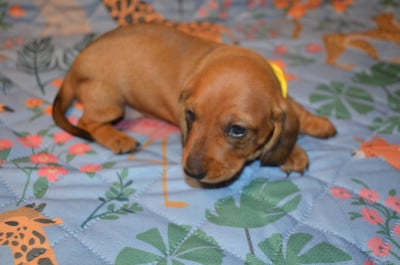 Les chiots de Teckel poil ras