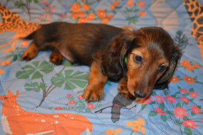 Les chiots de Teckel poil long