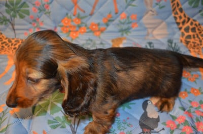 Les chiots de Teckel poil long