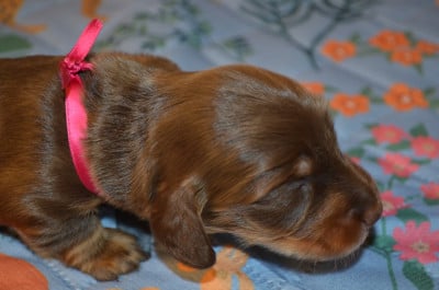 Les chiots de Teckel poil long