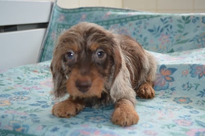 Les chiots de Teckel poil dur