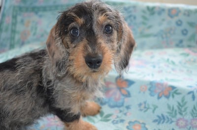 Les chiots de Teckel poil dur