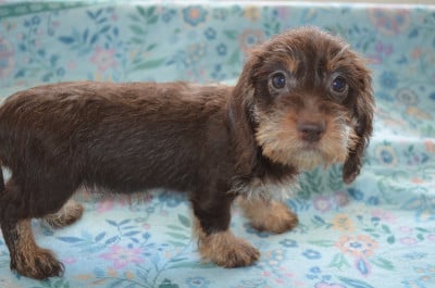 Les chiots de Teckel poil dur