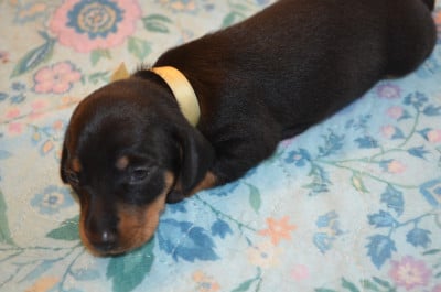 Les chiots de Teckel poil ras
