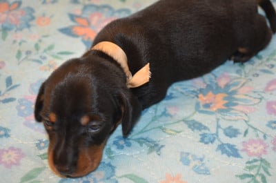 Les chiots de Teckel poil ras