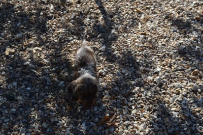 Les chiots de Teckel poil dur