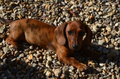 Les chiots de Teckel poil ras