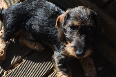 Les chiots de Teckel poil dur