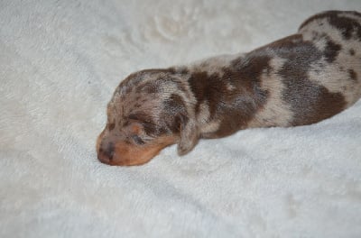 Les chiots de Teckel poil ras