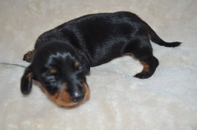 Les chiots de Teckel poil ras