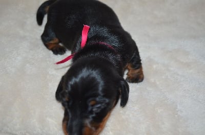 Les chiots de Teckel poil ras