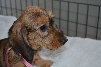 Les chiots de Teckel poil dur