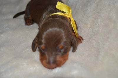 Les chiots de Teckel poil ras