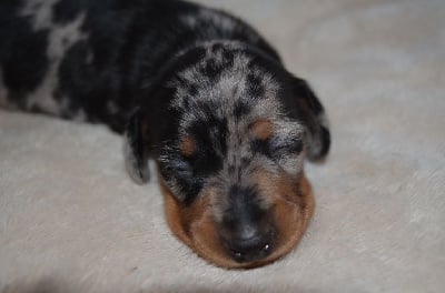 Les chiots de Teckel poil ras