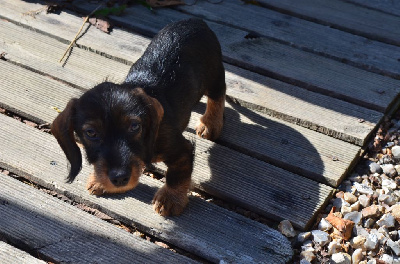 Les chiots de Teckel poil dur