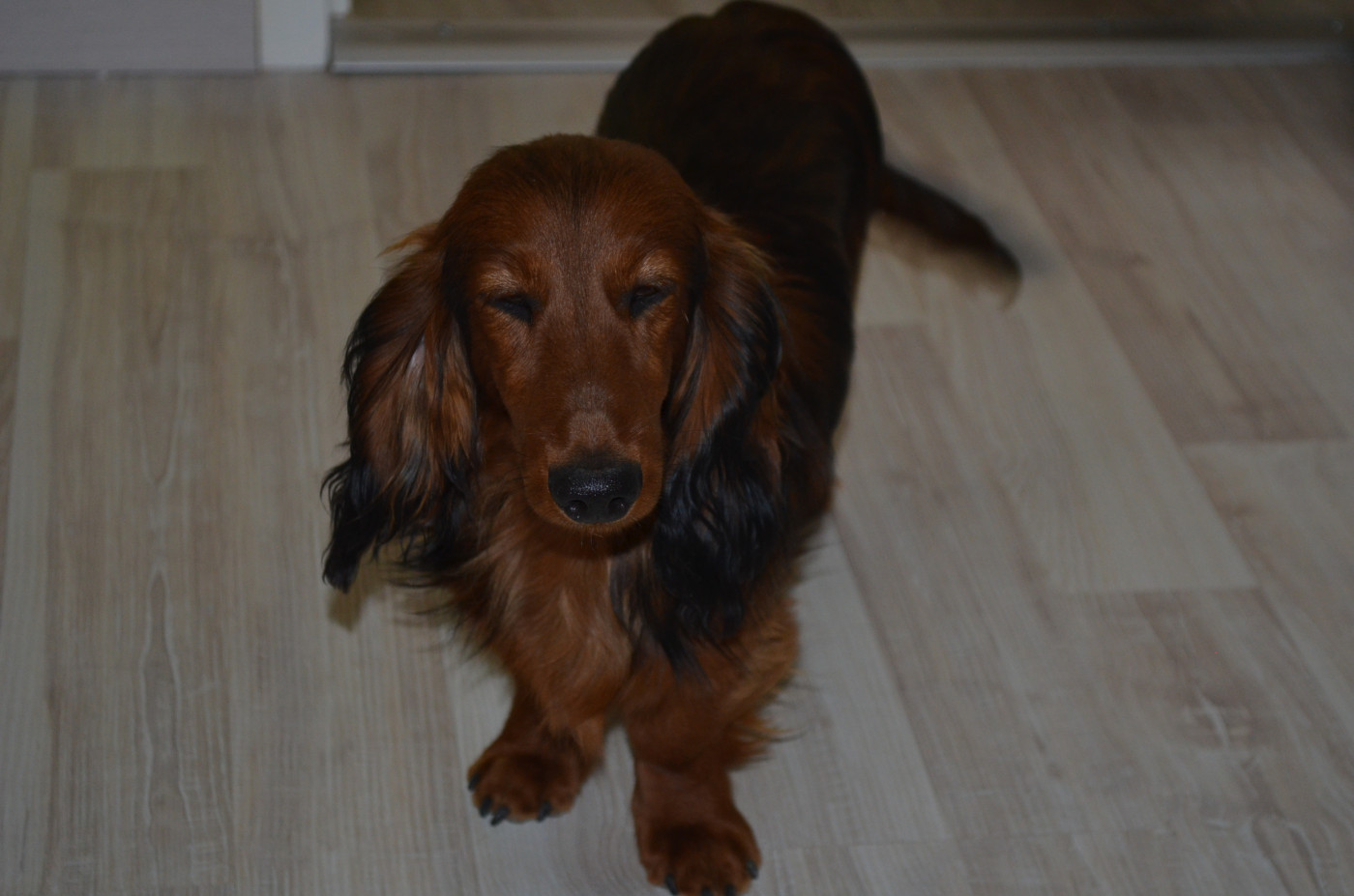 Aël Du Clos Des Bords De Mer - 1er très prometteur meilleur puppy