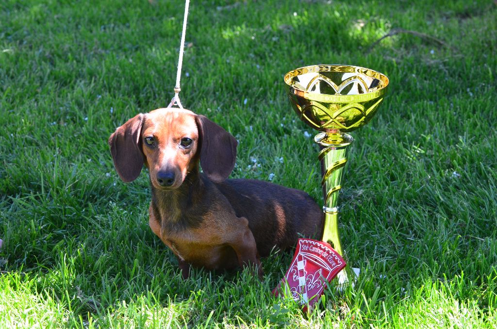 Mendy Du Clos Des Bords De Mer - cacs 1er excellent bob en classe inter