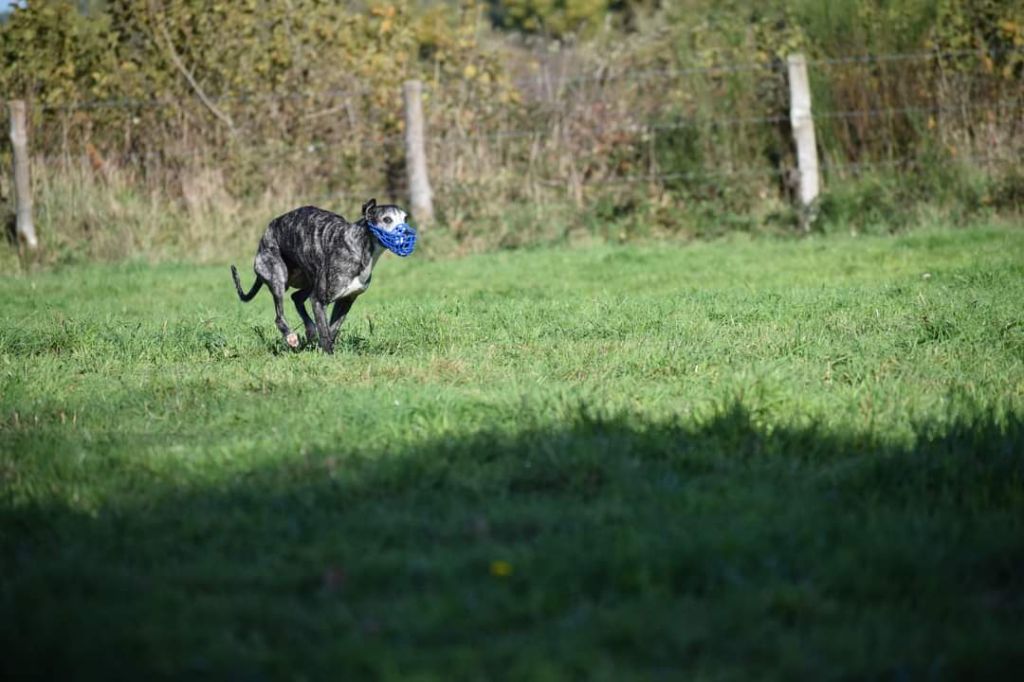 Publication : De Lev'horse