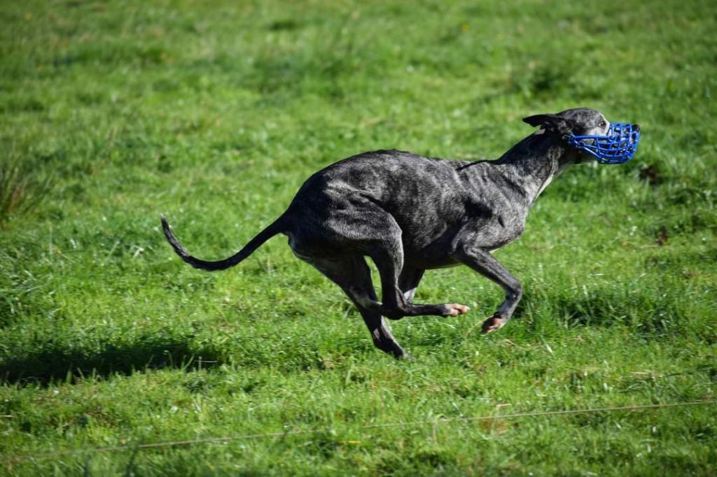 Publication : De Lev'horse