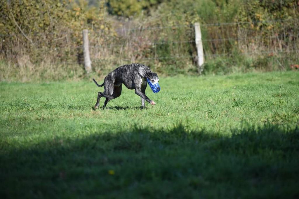 Publication : De Lev'horse