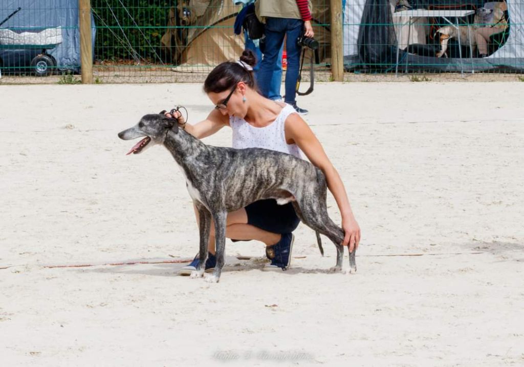 Publication : De Lev'horse