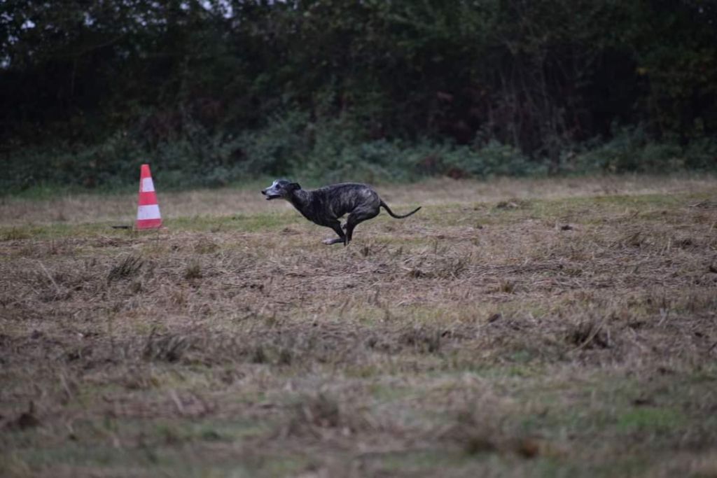 Publication : De Lev'horse