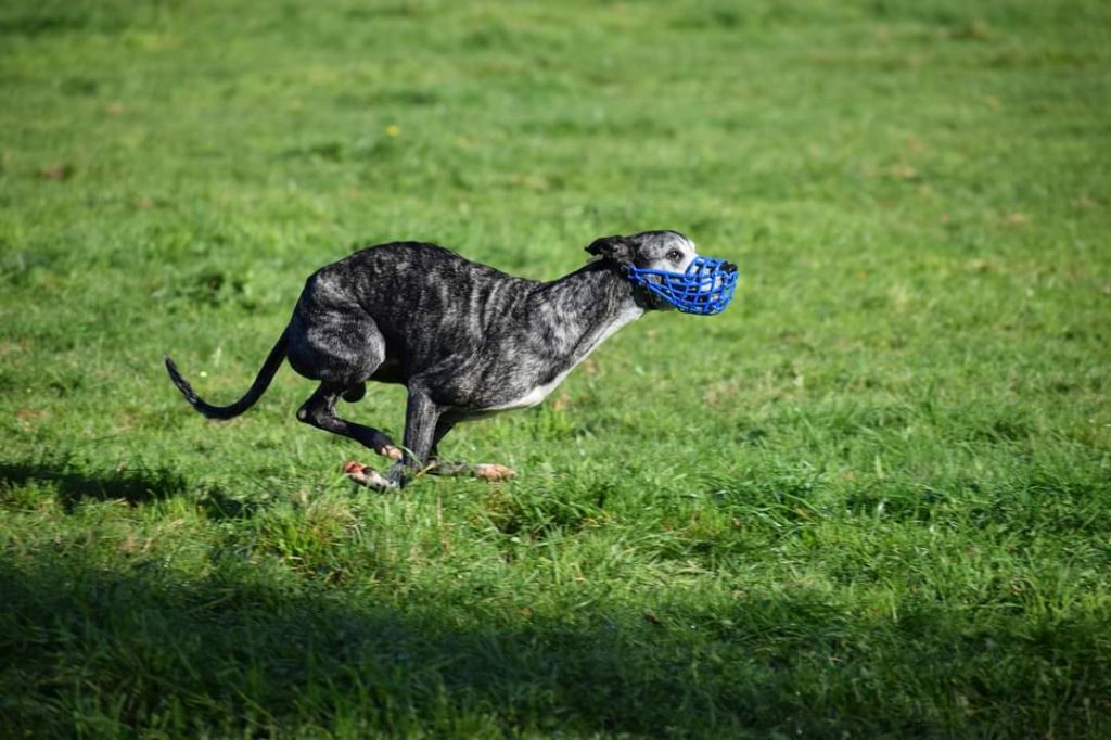 Publication : De Lev'horse