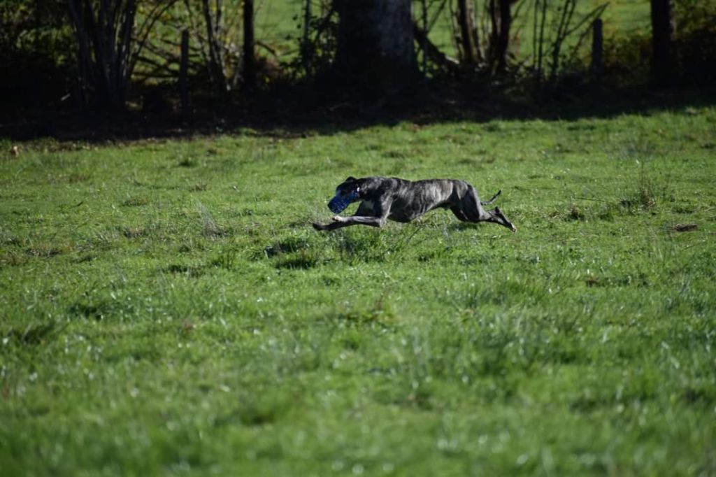 Publication : De Lev'horse